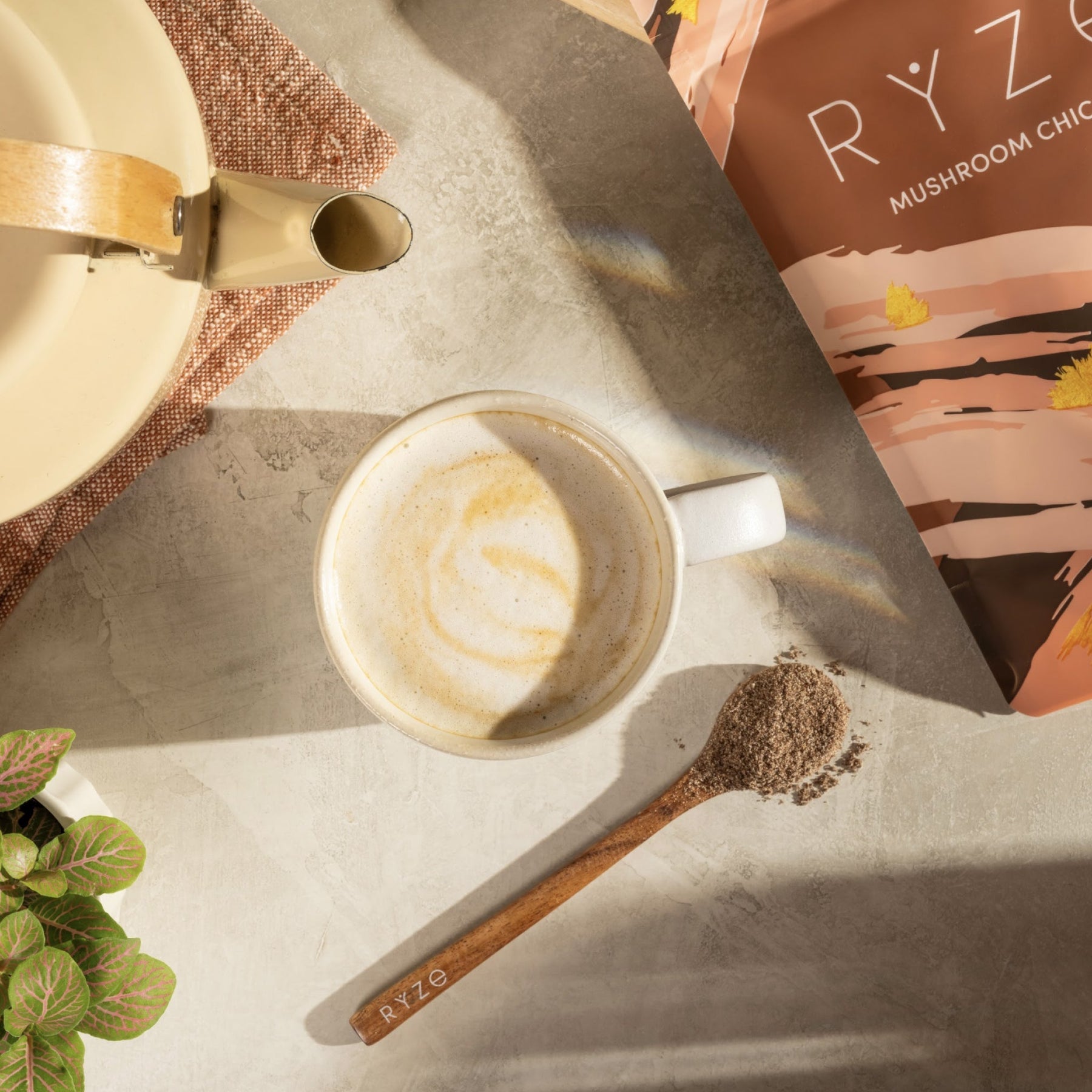 Mushroom Chicory zd